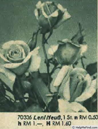'Leni Neuss' rose photo