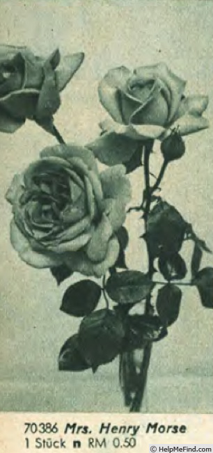 'Mrs. Henry Morse' rose photo