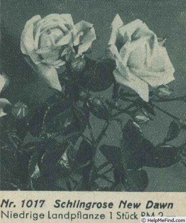 'New Dawn (Large Flowered Climber, Dreer, 1930)' rose photo
