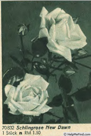 'New Dawn (Large Flowered Climber, Dreer, 1930)' rose photo