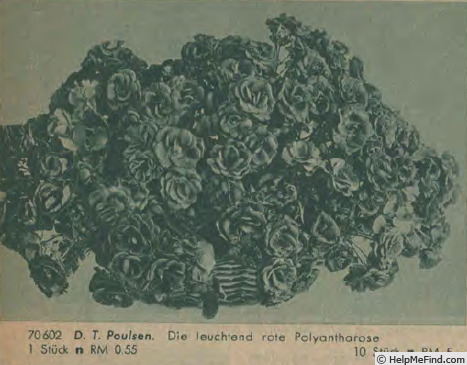 'D.T. Poulsen' rose photo