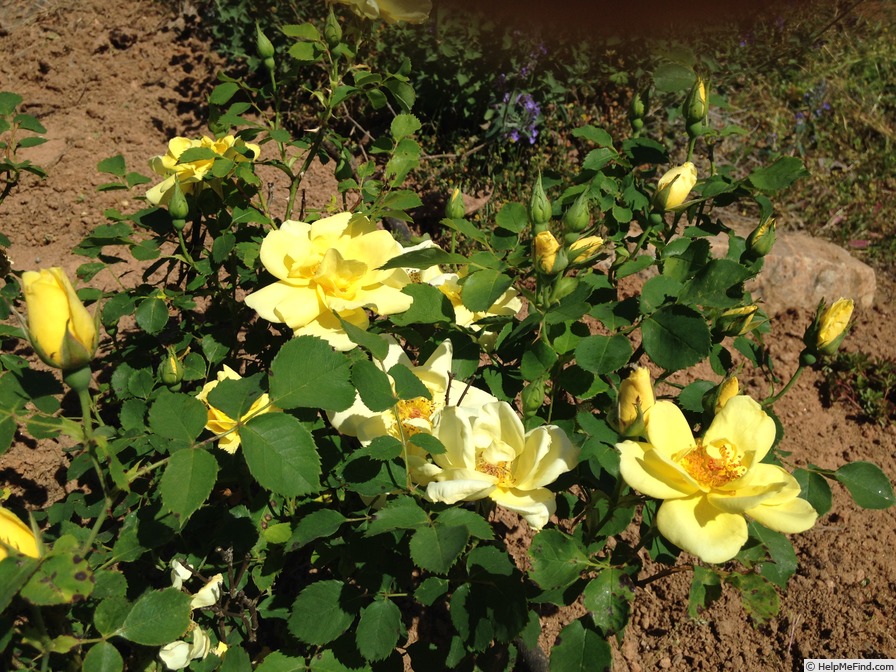 'Carefree Sunshine' rose photo