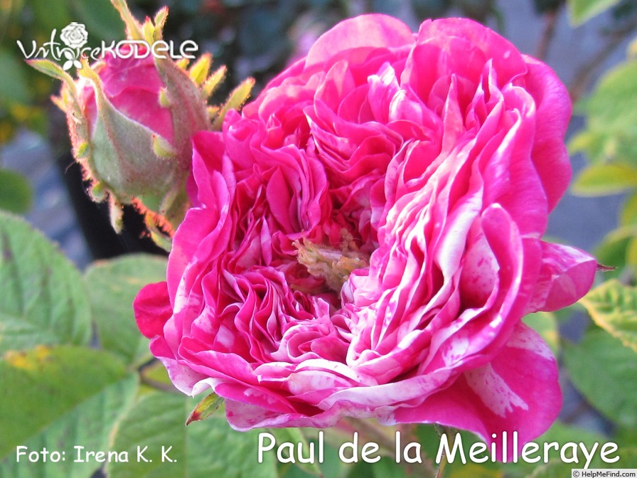 'Paul de la Meilleraye' rose photo