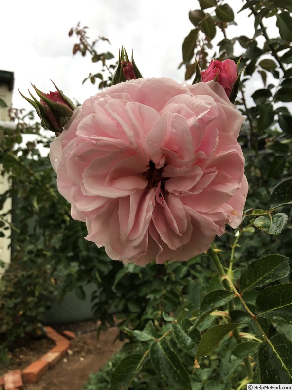 'Lilac Wine' rose photo
