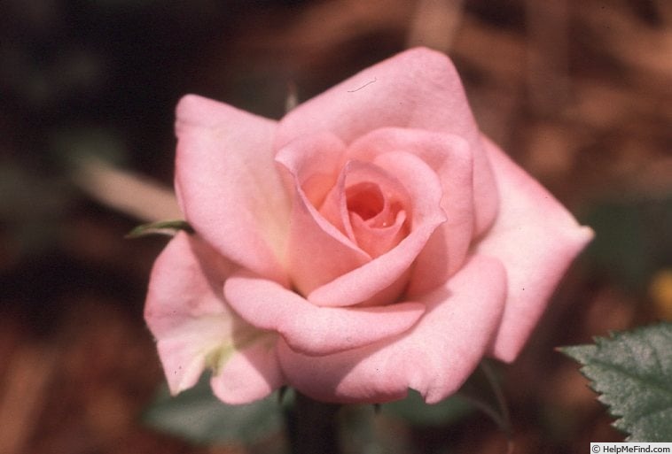 'Helen Boehm' rose photo