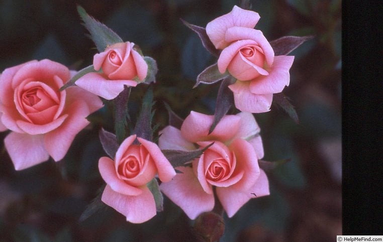 'Beautiful Doll' rose photo