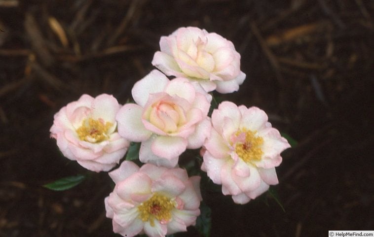 'Cream Puff' rose photo