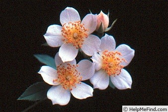 'Simplex (miniature, Moore, 1961)' rose photo