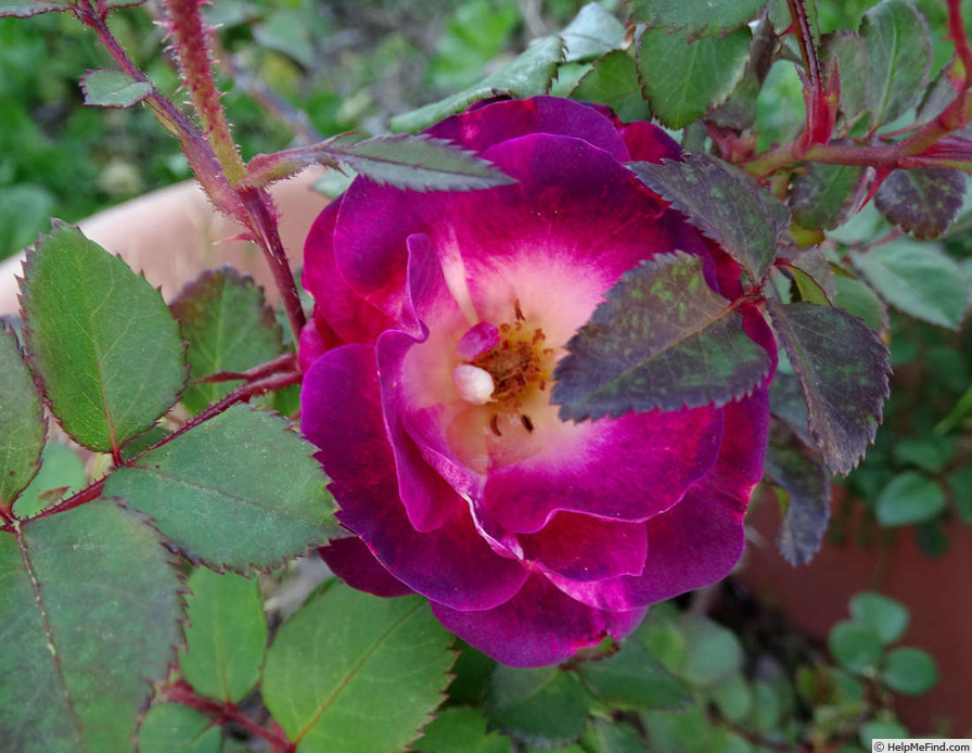 'Cancan ™ (LCl, Radler, 2001)' rose photo