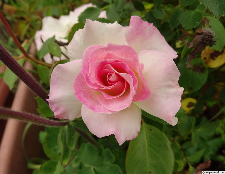 'Matilda ® (floribunda, Meilland, 1988)' rose photo