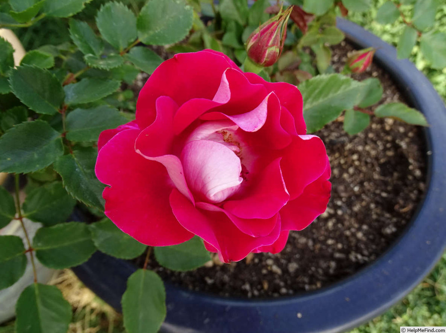 'Take It Easy™' rose photo