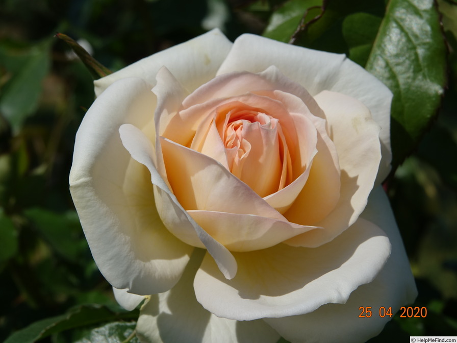 'Hélène de Gerlache' rose photo
