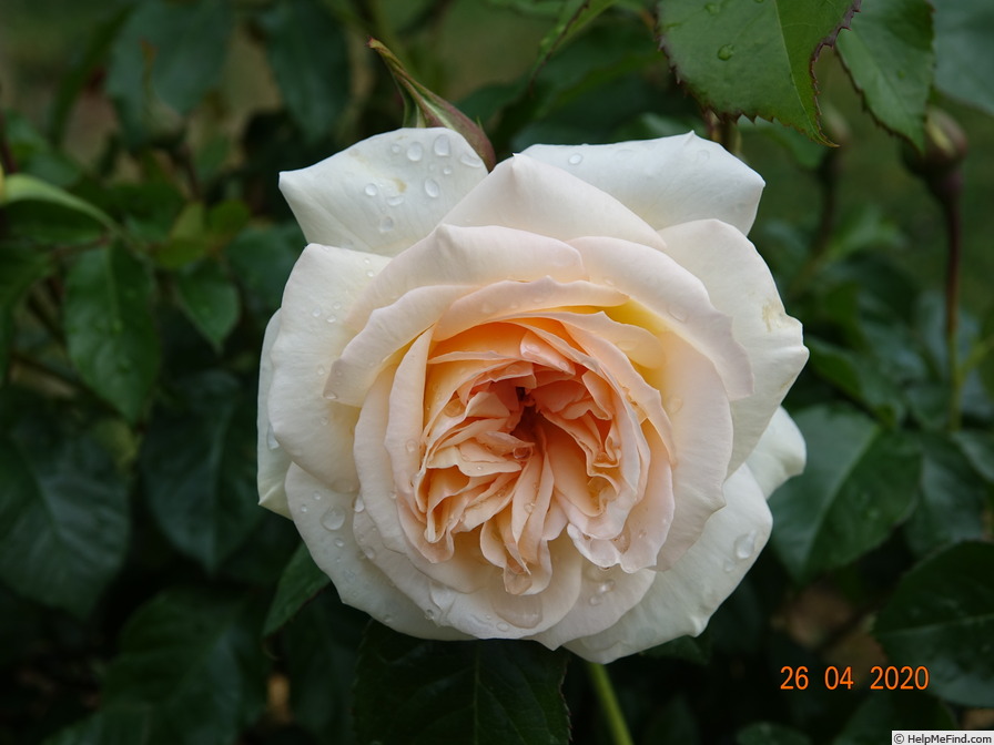 'Hélène de Gerlache' rose photo