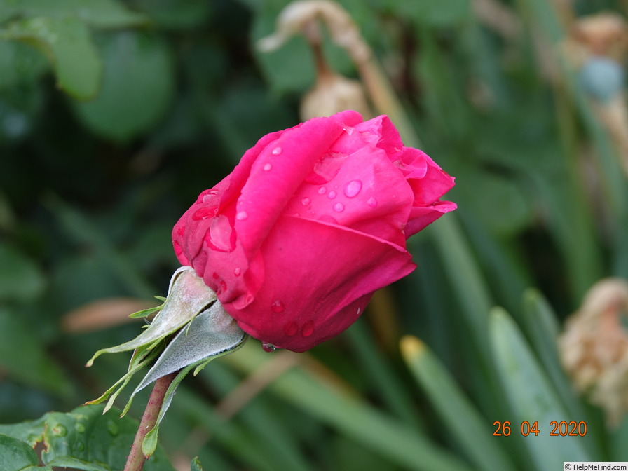 'Maria Callas' rose photo