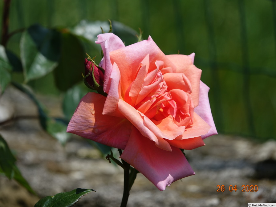 'Madame Edouard Herriot' rose photo