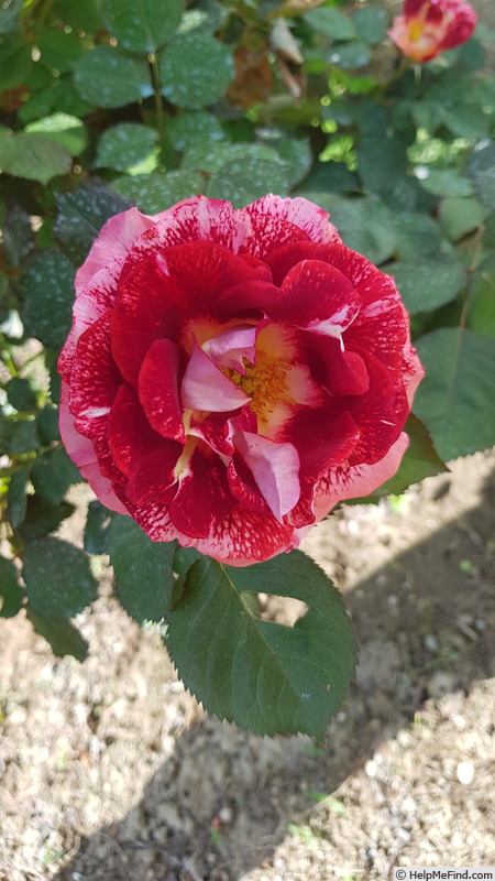 'Maestro ® (hybrid tea, McGredy, 1972)' rose photo