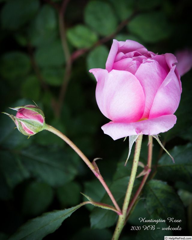 'Huntington Rose' rose photo