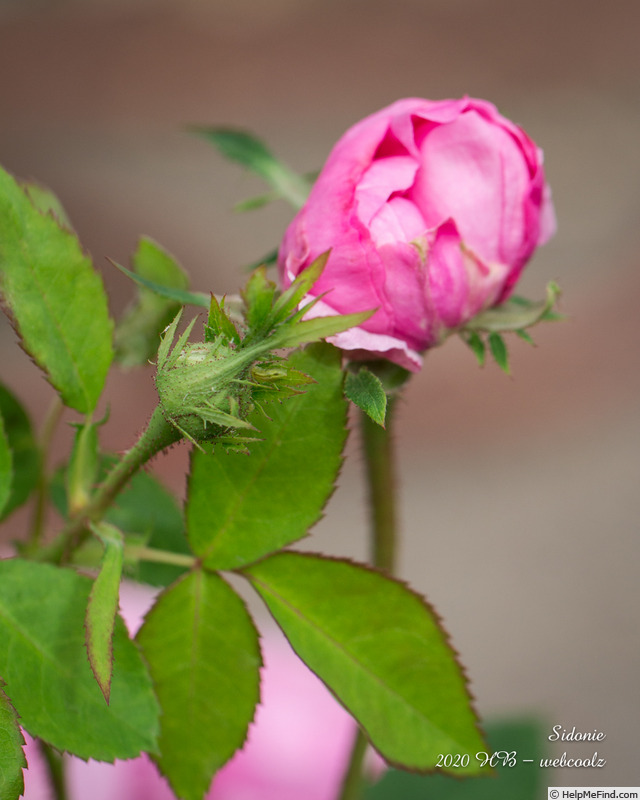 'Sidonie (damask perpetual, Vibert, by 1847)' rose photo