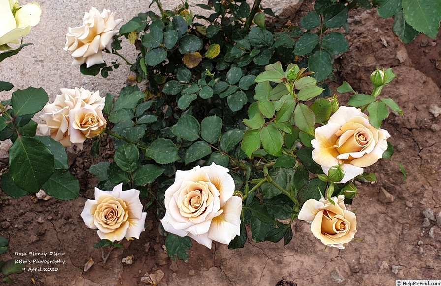 'Honey Dijon ™ (Hybrid Tea, Sproul, 2003)' rose photo