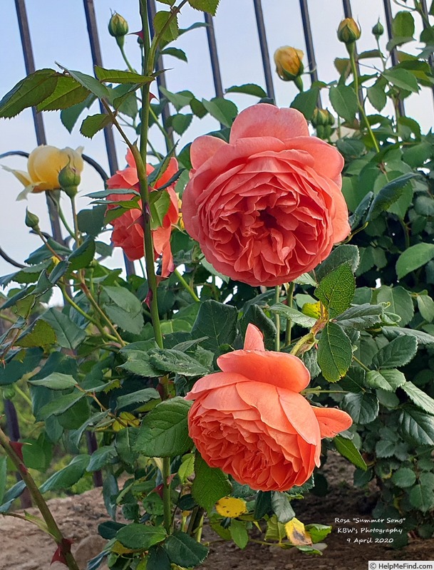 'Summer Song (shrub, Austin, 2005)' rose photo