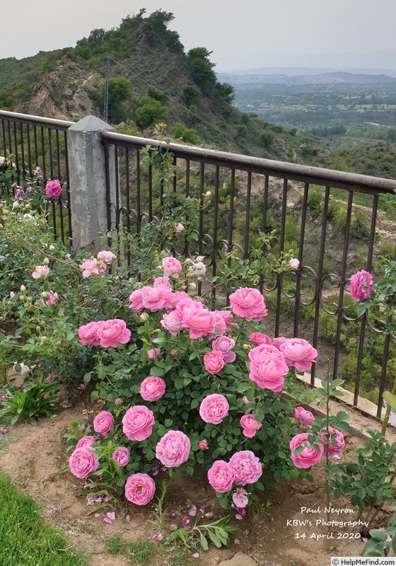 'Paul Neyron (Hybrid Perpetual, Levet, 1869)' rose photo