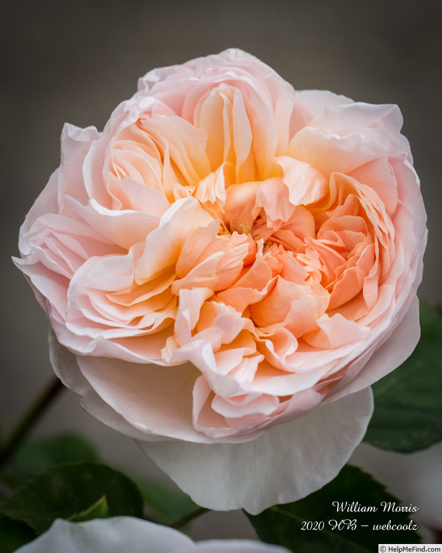 'William Morris' rose photo