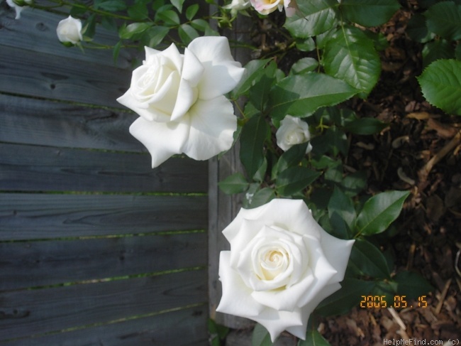 'JFK' rose photo