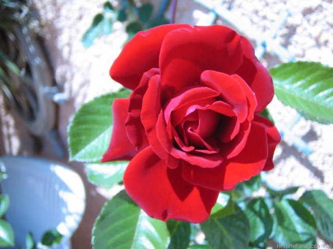 'That's Jazz' rose photo