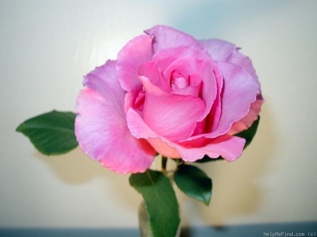 'McCartney Rose (hybrid tea, Meilland, 1995)' rose photo