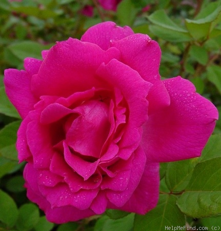 'Countryman' rose photo