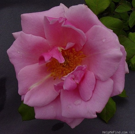 'Les Sjulin' rose photo