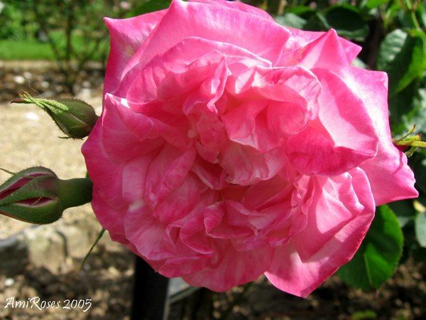 'Appoline' rose photo
