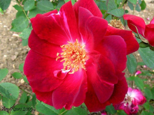 'Gloire des Rosomanes' rose photo