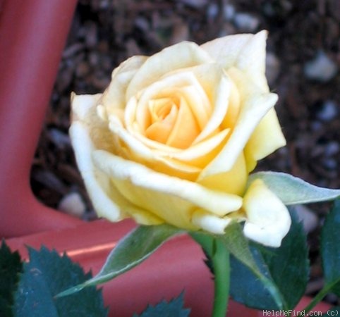 'Double Gold ™' rose photo