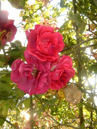 'Chris Hunkeler's Rose Garden, El Cerrito, CA'  photo