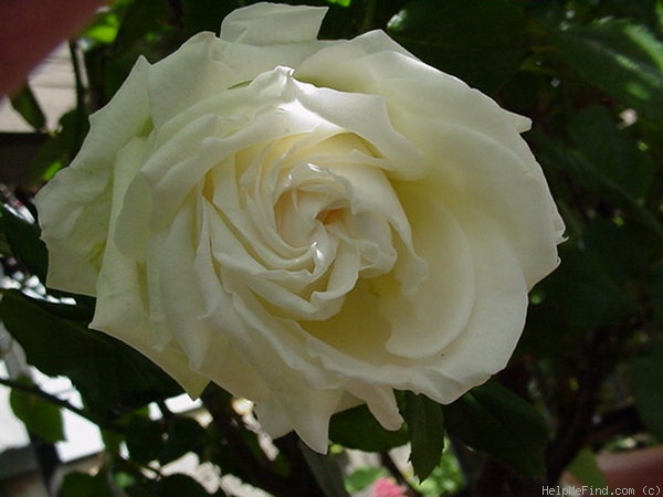 'Whisper ™ (hybrid tea, Dickson 2002)' rose photo