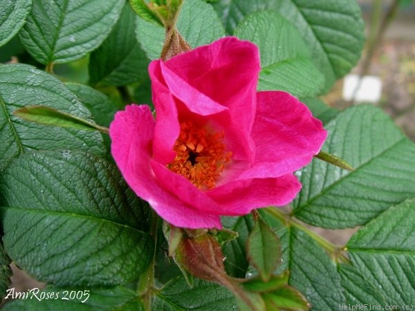 'Potager du Dauphin' rose photo