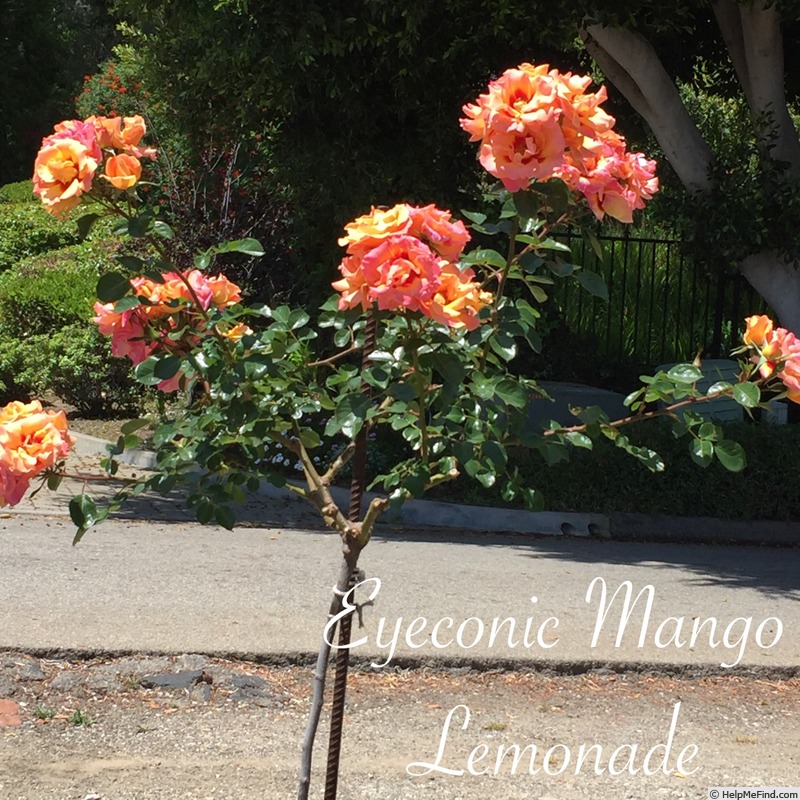 'Eyeconic ® Mango Lemonade' rose photo