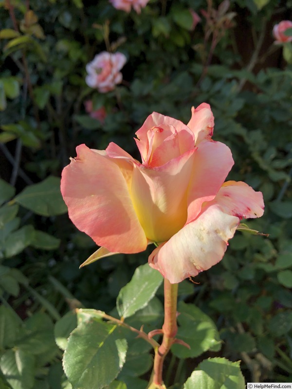 'Deidre Hall' rose photo
