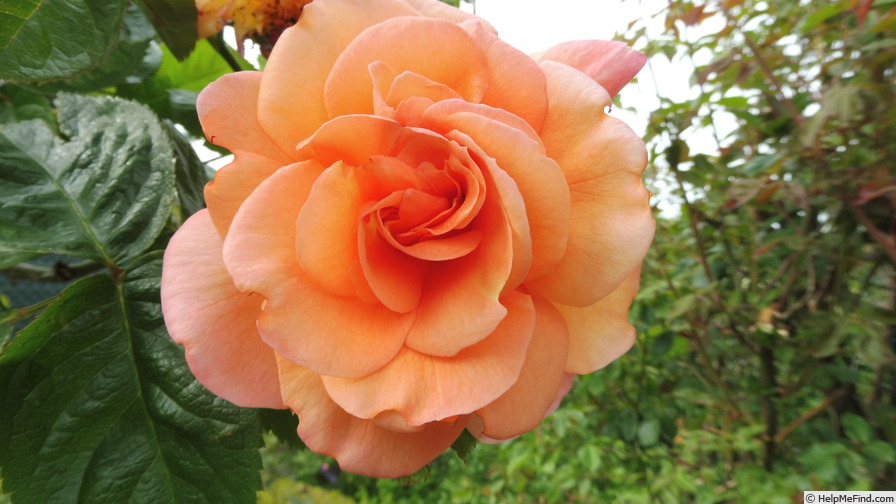 'Barbara Ann' rose photo