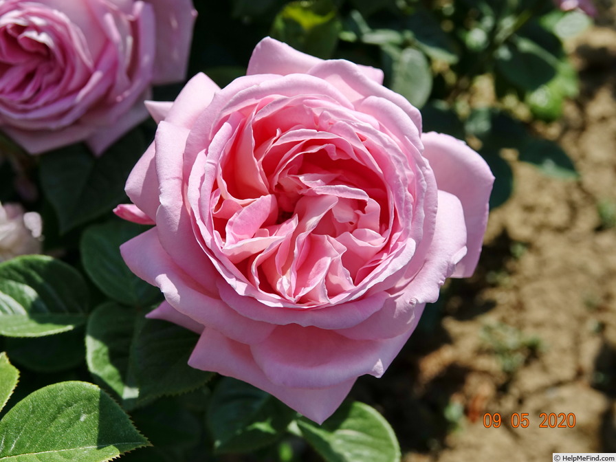 'Myriam ® (hybrid tea, Cocker 1990)' rose photo