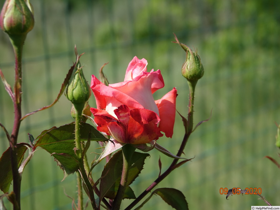 'Folklore (Hybrid Tea, Kordes, 1977)' rose photo