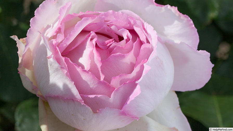 'Pink Yves Piaget ®' rose photo