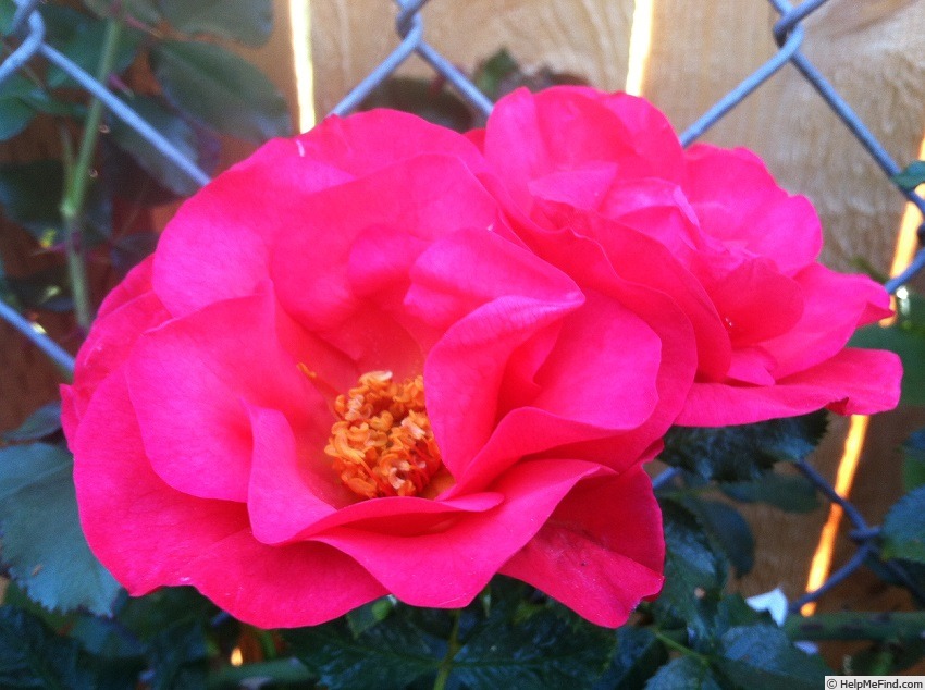 'Garhart Kordesii' rose photo