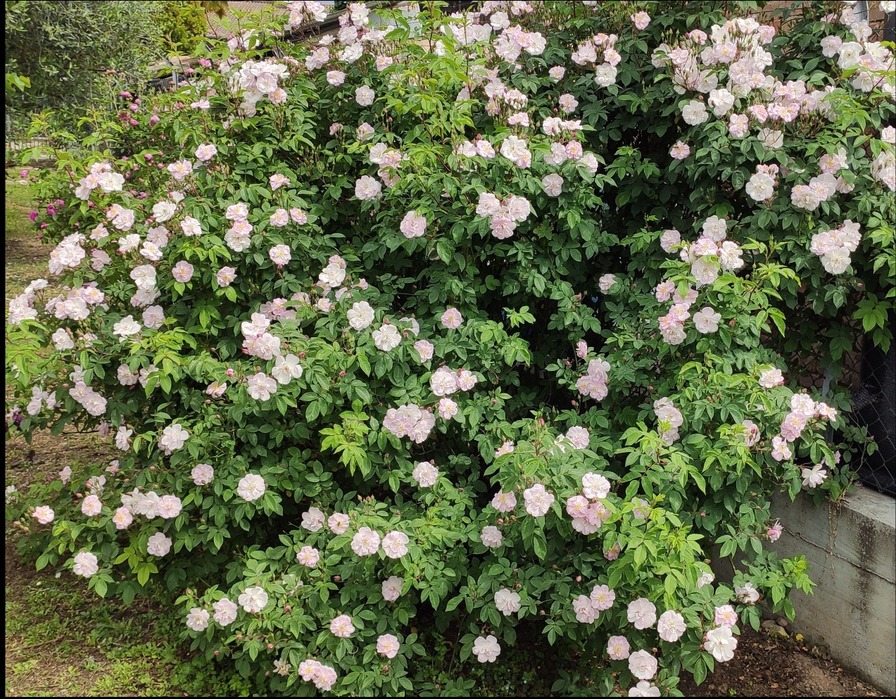'Belle Vichysoise' rose photo