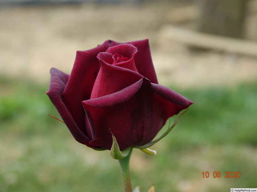 'Notturno ®' rose photo