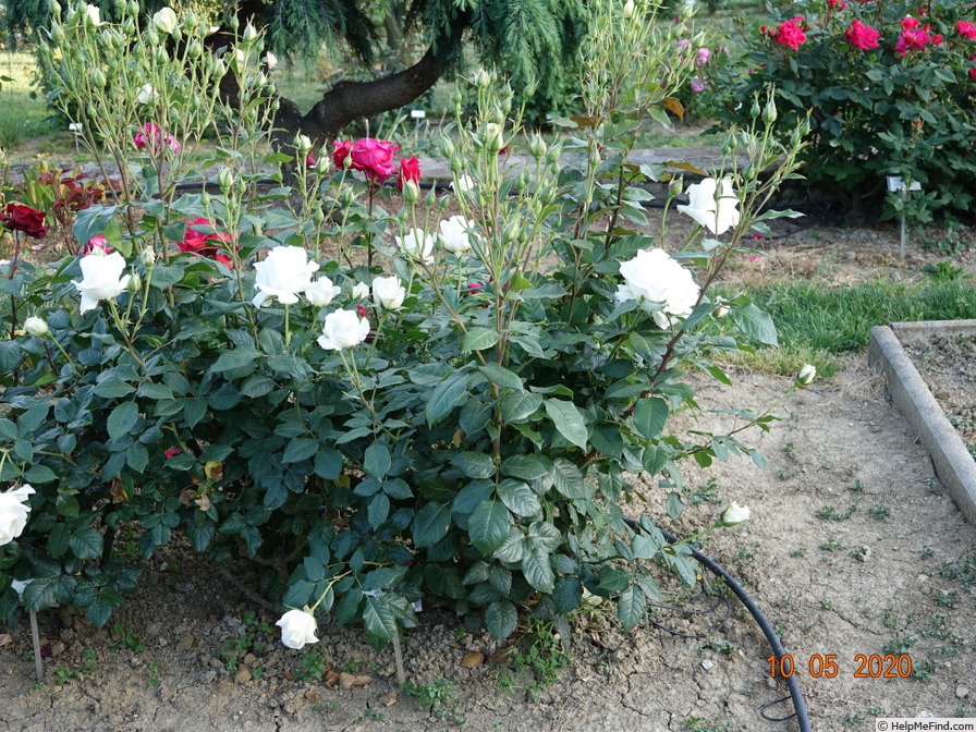 'J.F. Kennedy' rose photo