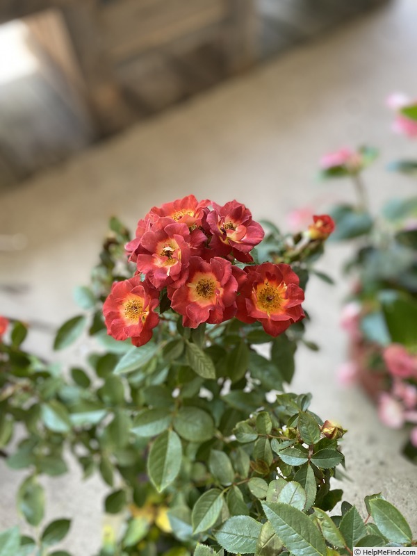 'Hot & Sassy ™' rose photo