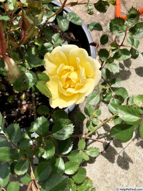 'PL13-1' rose photo