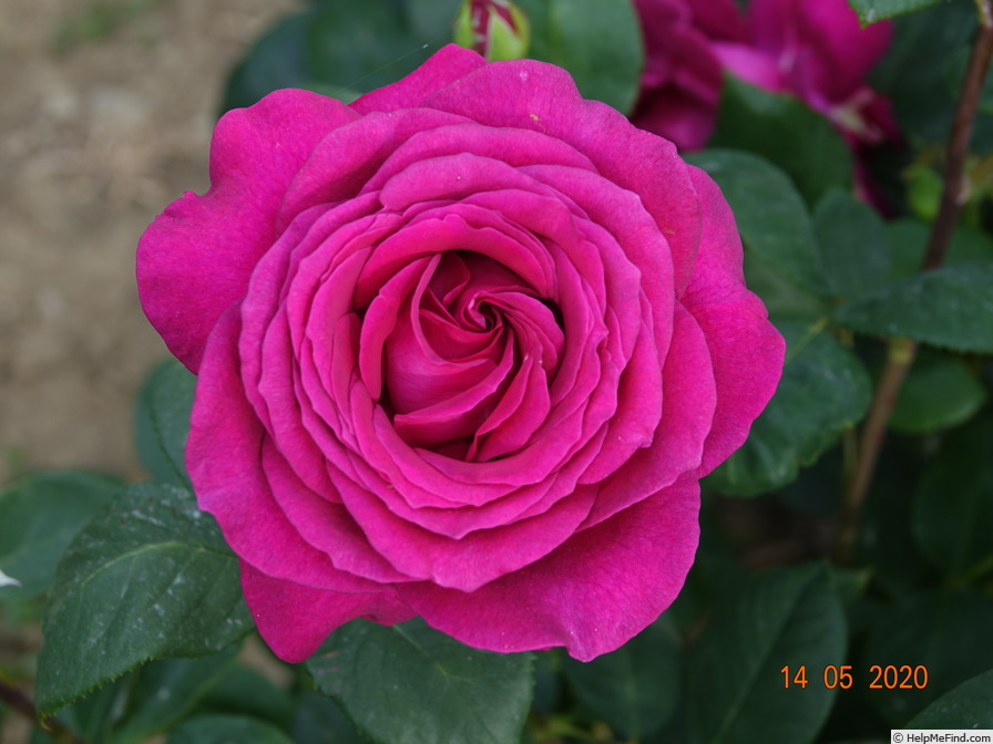 'Big Purple' rose photo